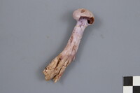 Cortinarius camphoratus image